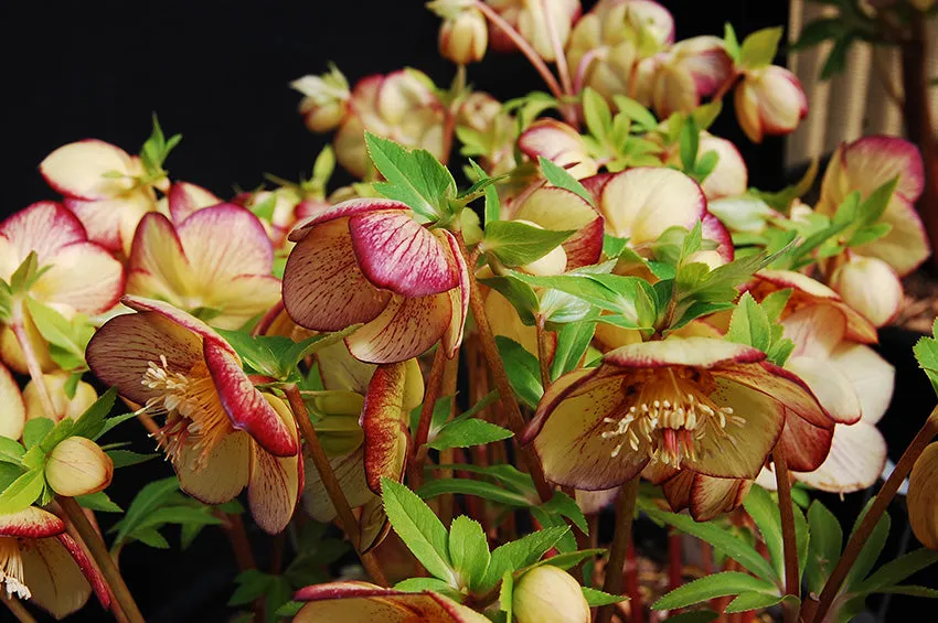 Helleborus 'Apricot Blush' (Lenten Rose)